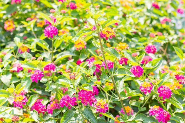 Foto abstrakter heller sommer-blumenhintergrundblühende magentafarbene und gelbe blumen festlicher hintergrund