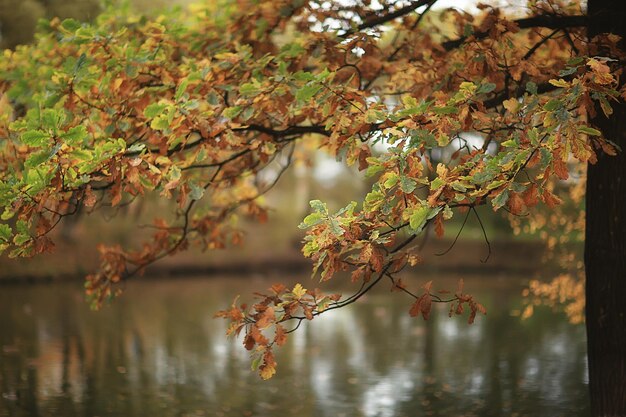 abstrakter herbst herbsthintergrund lässt gelbe natur oktobertapete saisonal