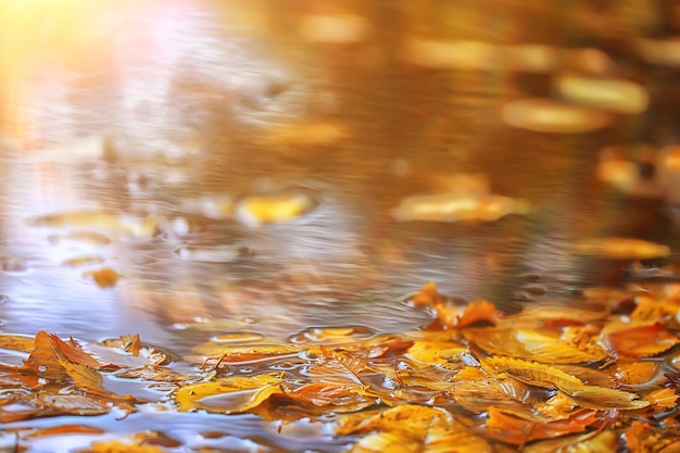 abstrakter herbst herbsthintergrund lässt gelbe natur oktobertapete saisonal