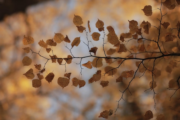 abstrakter herbst herbsthintergrund lässt gelbe natur oktobertapete saisonal