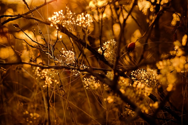 Abstrakter Herbsthintergrund mit orangefarbener Pflanze bei Sonnenuntergang Vintage Retro-Bild