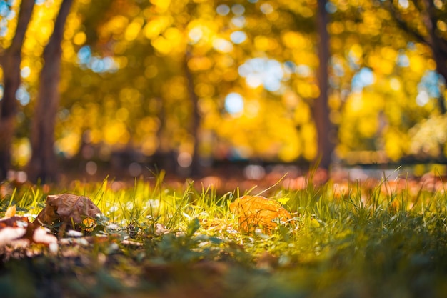 Abstrakter Herbsthintergrund. Weiches Sonnenlicht, Herbstblatt verschwommene Herbstlaublandschaft. Gelassenheit