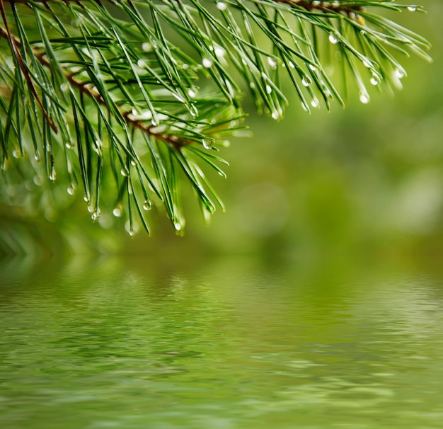 Abstrakter Hintergrund aus immergrünen Nadelbaumzweigen mit Tauwassertropfen und Reflexion, natürliches Outdoor-Konzept