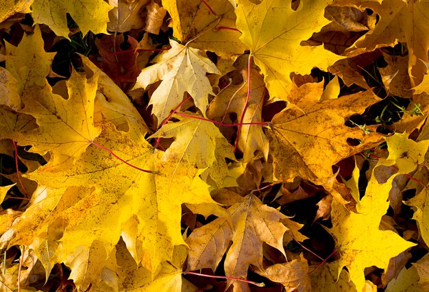 Abstrakter Hintergrund der Herbstahornblätter