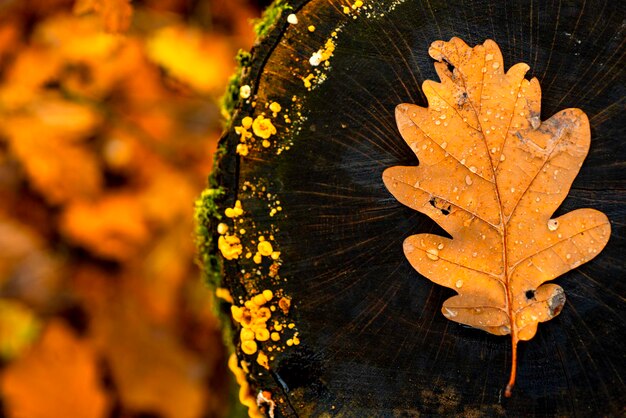 Abstrakter Hintergrund des Herbstlaubs. Herbstlaub über altem hölzernem Hintergrund mit Kopienraum.