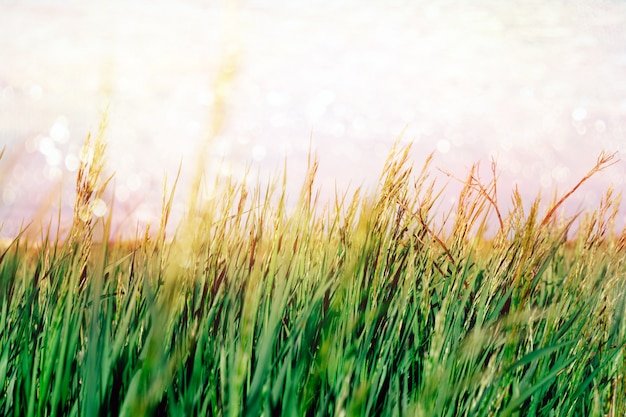 Abstrakter Hintergrund des Sommers mit grünem Gras und blauem Himmel und glänzendem gemaltem bokeh