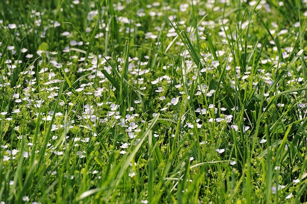 Abstrakter Hintergrund - grünes Gras und blaue Blumen