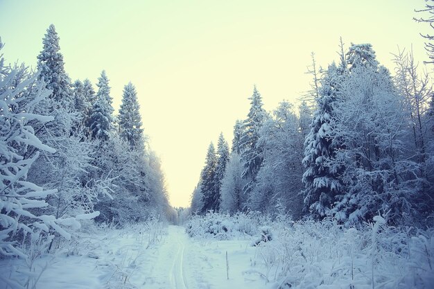 abstrakter Hintergrund Landschaft Winterwald / frostbedeckte Äste, Schneewetter Weihnachtshintergrund