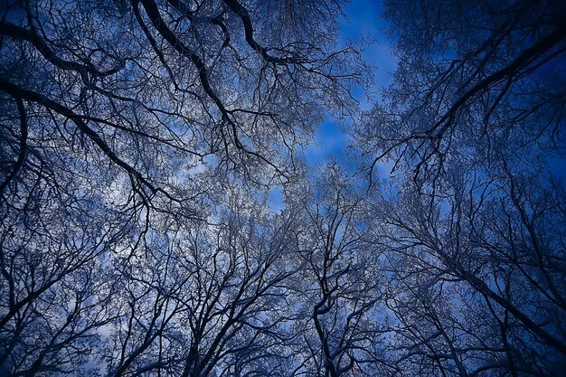 abstrakter Hintergrund Landschaft Winterwald / frostbedeckte Äste, Schneewetter, Weihnachtshintergrund