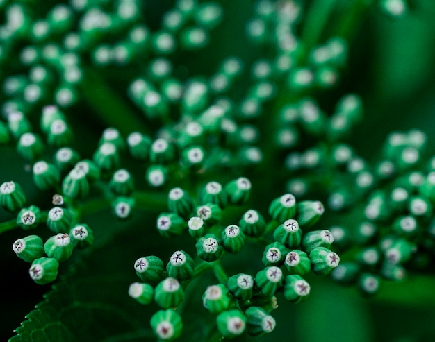 Abstrakter Hintergrund mit grüner Pflanze mit zahlreichen Knospen Nahaufnahme Selektiver Fokus Kopierbereich