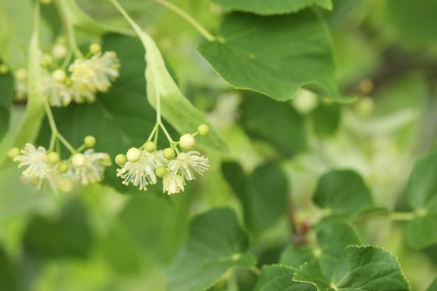 abstrakter hintergrund mit schöner lindenblüte und kopierraum