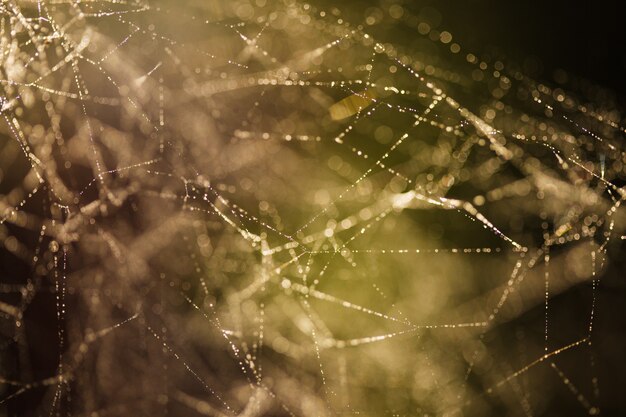 Abstrakter Hintergrund vom Morgentau auf einem Spinnennetz. Naturinspiration