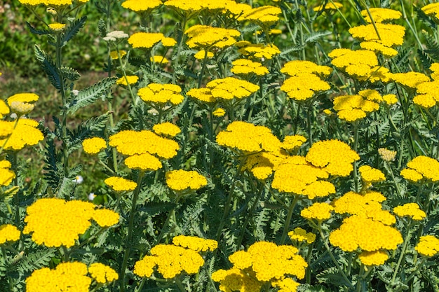 Abstrakter Hintergrund von bunten Sommerblumen.