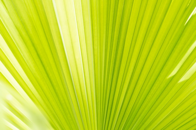 Abstrakter Hintergrund von der Nahaufnahme der Palmblattbeschaffenheit mit Sonnenlicht. Naturkulisse.