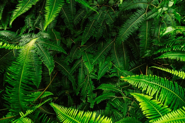 Abstrakter Hintergrund von Farnblättern.