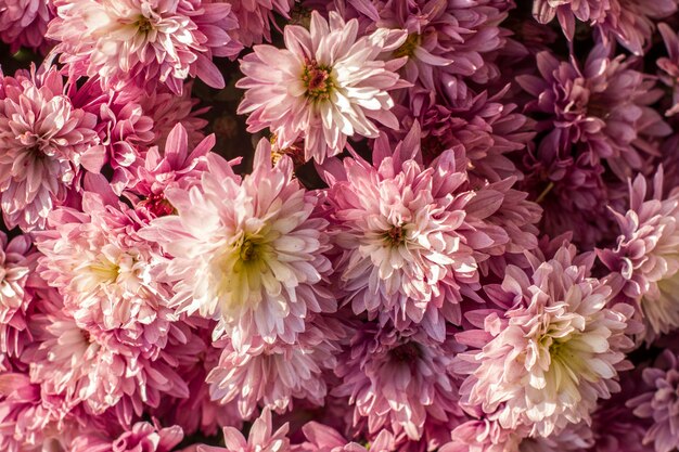 Abstrakter Hintergrund von kleinen rosa-weißen Chrysanthemenblüten