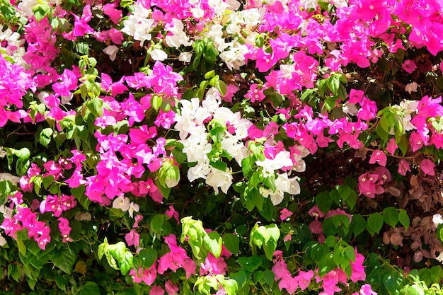 Abstrakter Hintergrund von roten und weißen Blumen. Nahaufnahme.