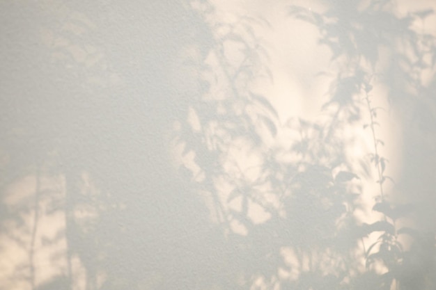Abstrakter natürlicher Baum lässt Schatten auf weißem Wandhintergrund
