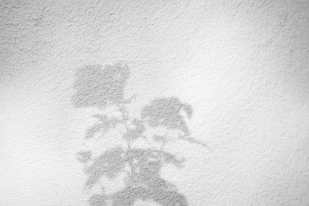 Abstrakter natürlicher Baum lässt Schatten auf weißem Wandhintergrund