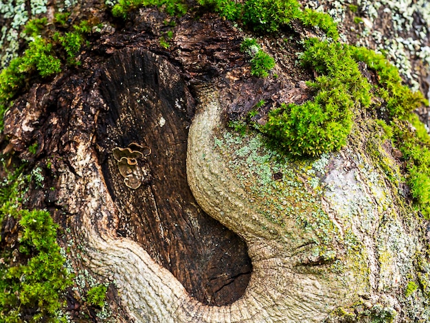 Abstrakter natürlicher Hintergrund der Baumrinde