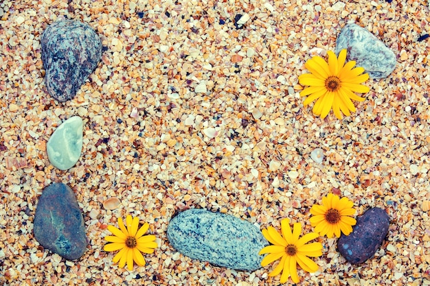 Abstrakter natürlicher Hintergrund Kiesel und Blumen auf Coquina-Muscheln