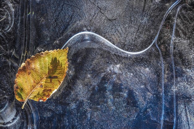 Abstrakter natürlicher Hintergrund mit Eismustern. Eis mit Herbstlaub.