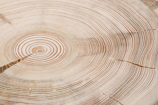 Abstrakter natürlicher strukturierter Hintergrund der Querscheibe aus natürlichem Holz mit weichem Fokus Hölzerne Jahresringe Textur als Tapeten Close up Horizontale Ausrichtung