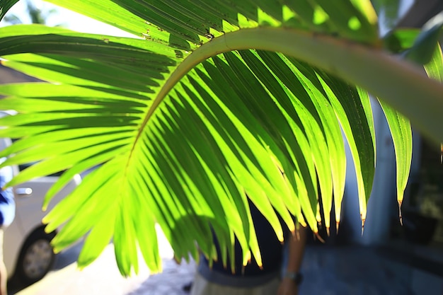 abstrakter Palmblätter-Sonnenhintergrund, aktiver Sommerurlaub auf See