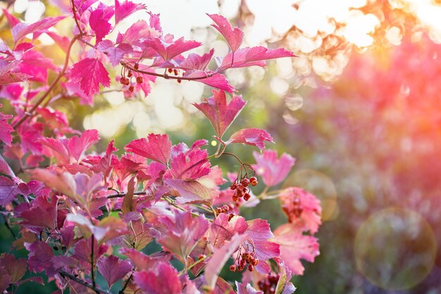 Abstrakter rosa Herbstlaubhintergrund