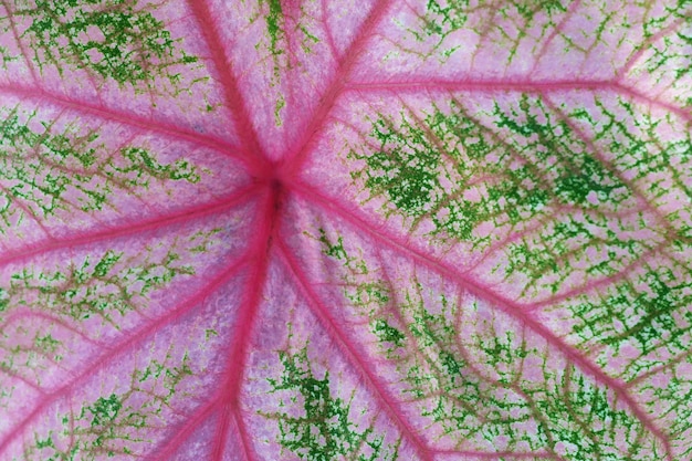 Abstrakter rosa Musterhintergrund auf zweifarbigem Caladium-Blatt