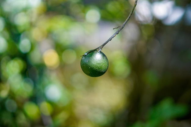 abstrakter unscharfer bokeh hintergrund des grünen zitronenfruchtnaturhintergrund-prämienfotos