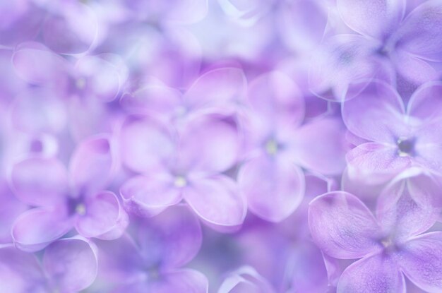 Abstrakter weicher pastellfarbener zarter floraler natürlicher Hintergrund aus lila Blüten mit Multiexposition