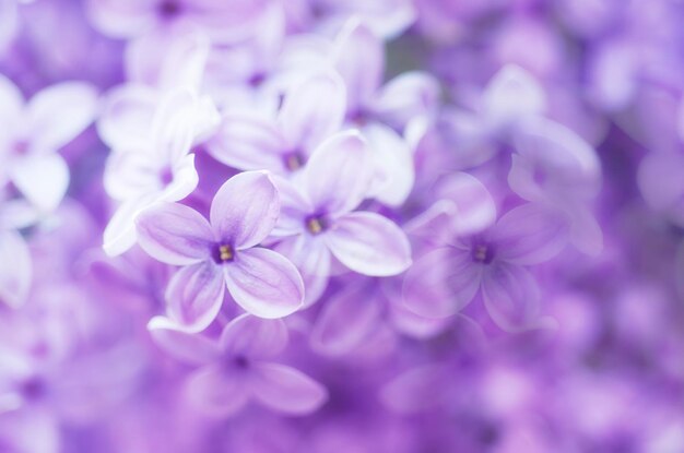 Abstrakter weicher pastellfarbener zarter floraler natürlicher Hintergrund aus lila Blumen