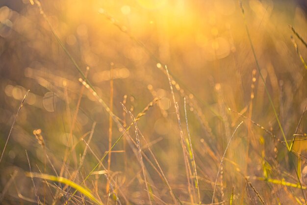 Abstrakter Weichzeichner-Sonnenuntergangfeldlandschaft der trockenen Graswiese warme goldene Stunde Sonnenuntergang Sonnenaufgangszeit.