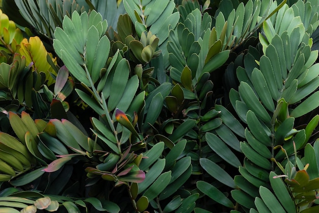 Abstraktes atemberaubendes grünes Blatt Textur tropisches Blatt Laub Natur grüner Hintergrund