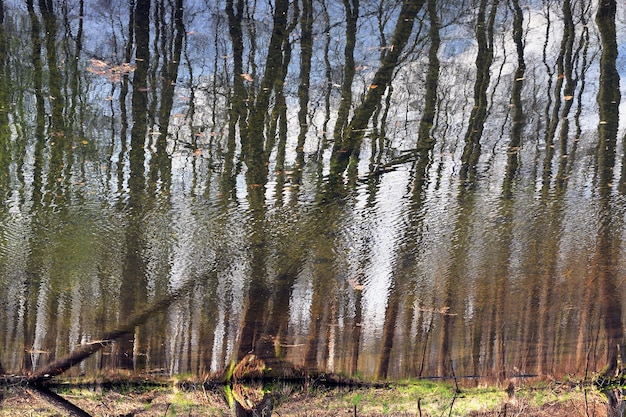 Abstraktes Bild der Spiegelung von Waldbäumen im Fluss während einer Frühlingsflut