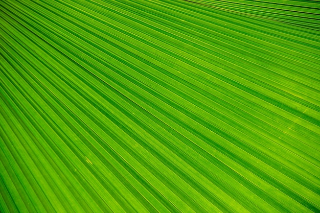 Abstraktes Bild des grünen Palmblattes für Hintergrund.