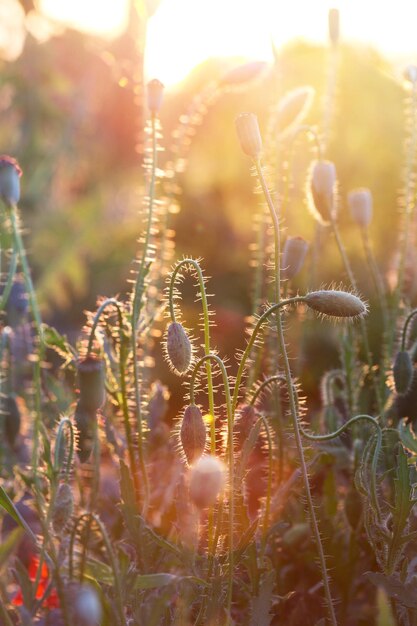 Foto abstraktes bild - schönes mohnfeld im sonnenuntergang