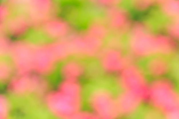 Abstraktes bokeh und unscharfer rosa und grüner Naturhintergrund