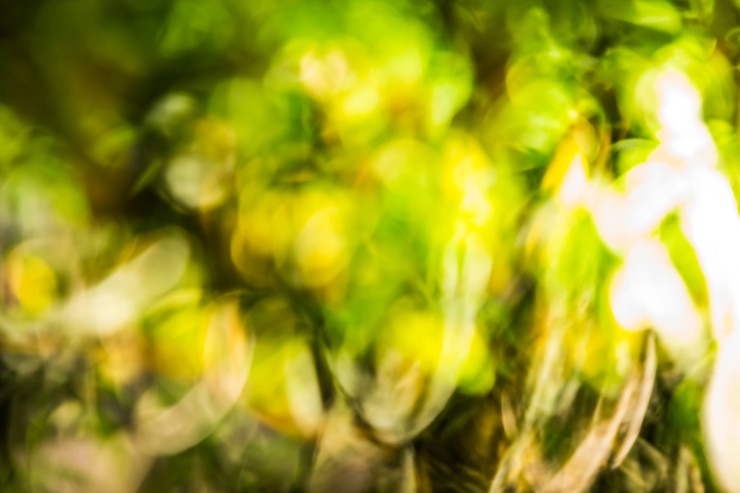 Foto abstraktes bokeh und unscharfes naturhintergrundmodell das licht diffus durch