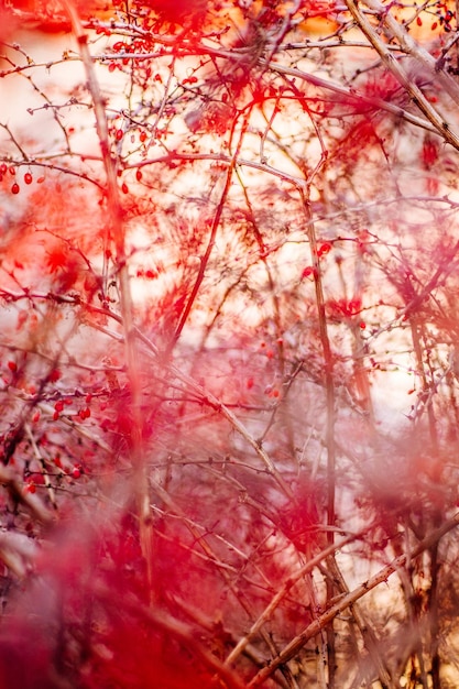 Abstraktes Herbstkunst-Natur- und Umweltkonzept