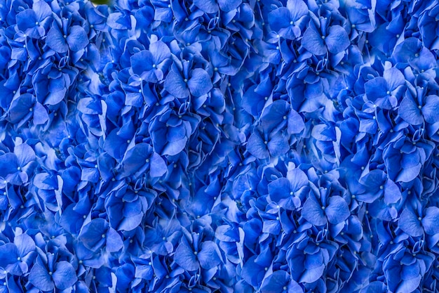 Abstraktes Hintergrundmuster von blauen Hortensienblumen an einem hellen sonnigen Tag