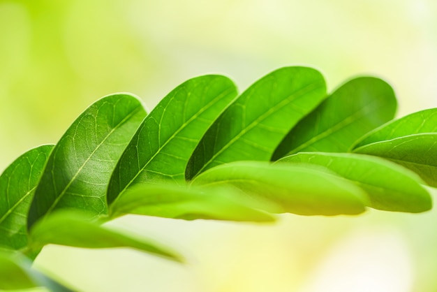 Abstraktes Naturgrünblatt auf dem Baum schön mit Sonnenlichtweichzeichnung und grünem Unschärfehintergrund