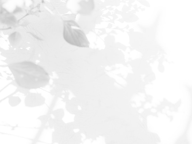 Abstraktes Schattenblatt auf unscharfem Zementwand-Boden-Hintergrund. Pastellfarbene, minimale Pflanze, Baum, Natur, Licht-Overlay, Blätter-Hintergrund, Mockup-Produkttextur-Vorlage, Muster, Raumszenenform, grau-weiße Oberfläche