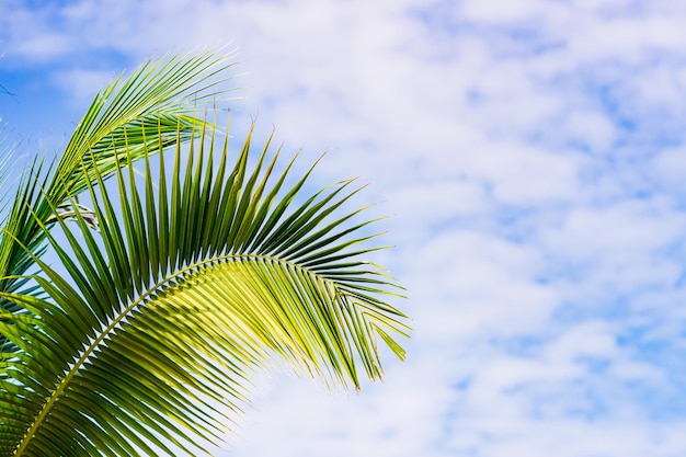Abstraktes schönes grünes Kokosnussblatt auf Sonnenlicht, natürliches Grünkokosnussblatt als Hintergrundkonzept