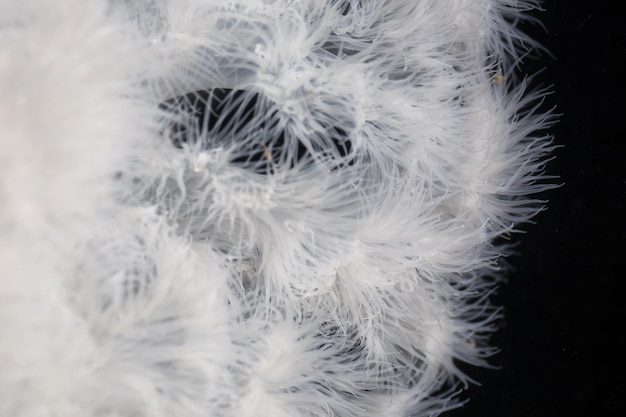Abstraktes Unterwasser-Makrobild von Plumose Anemone