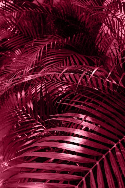 Abstrato cor magenta folha de palmeira textura fundo natureza folhas tropicais