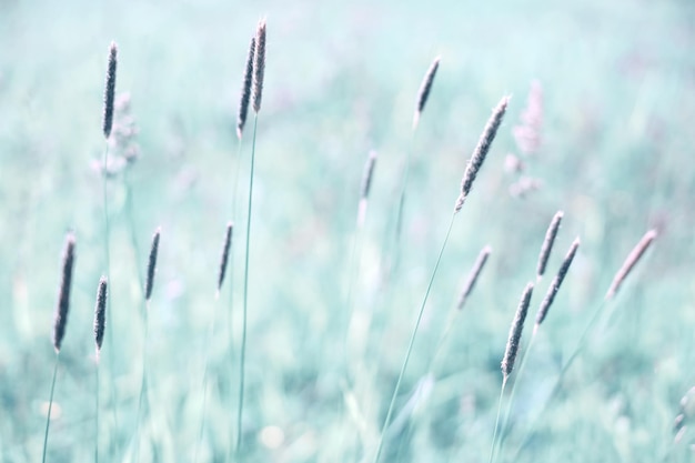 Abstrato de foco suave de ervas de campo