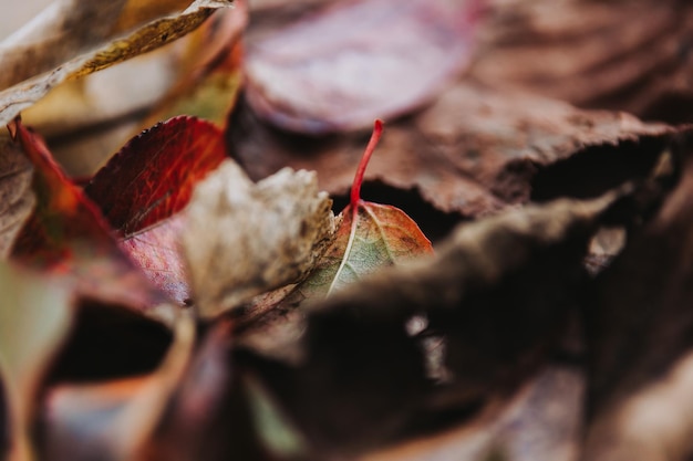 Abstrato de folhas caídas de vermelho, laranja e marrom. Textura do conceito de outono. Foco seletivo.