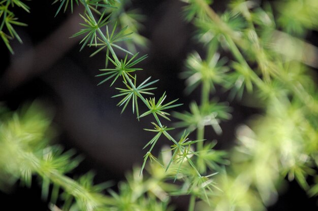 Abstrato de plantas verdes